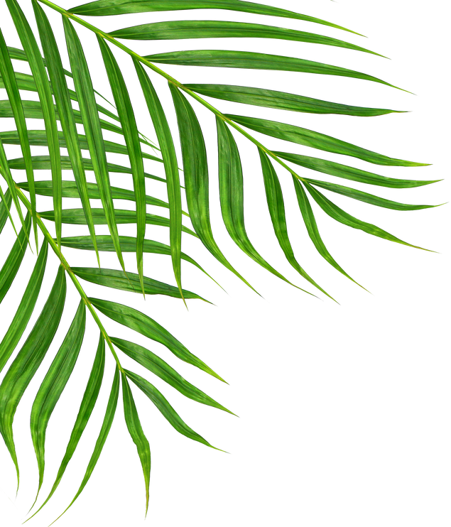 Green Leaves of Palm Tree Isolated on White Background